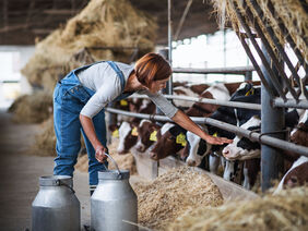 Woman worker with cans working on diary farm, agriculture industry.