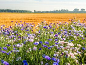 Mehr Biodiversität im konventionellen Obst- und Gemüseanbau