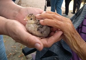 Eine ältere Dame hält ein Küken in der Hand