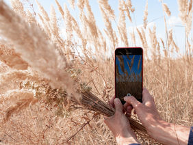 Female hands with a smartphone. A lady shoots a blooming reed (Calamagrostis epigejos) against a blue sky. Image for blog, book cover, article.