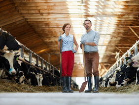 Workers of cowshed