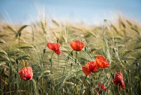 Ein Feld mit Klatschmohn und Getreide 