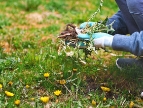 Young man hands wearing garden gloves, removing and hand-pulling Dandelions weeds plant permanently from lawn. Spring garden lawn care background.