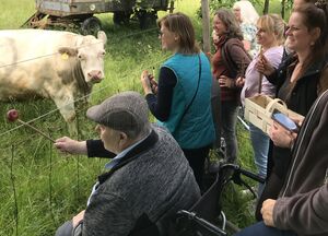 Ältere Menschen nehmen Kontakt mit Kühen auf